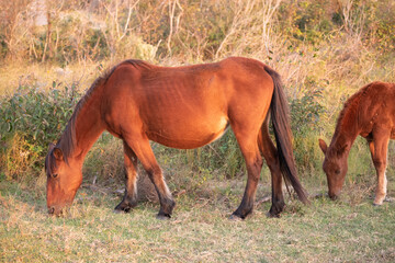 Wild Horses of Corolla