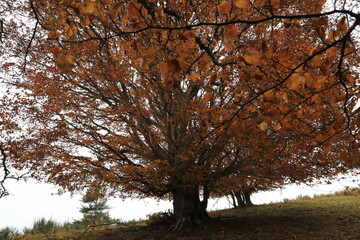 Hêtre en parure d'automne en Auvergne