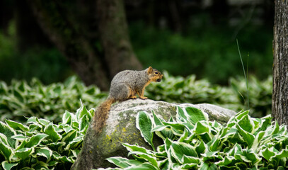 Naklejka na ściany i meble Squirrel with a Nut