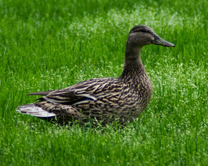 Female Mallard
