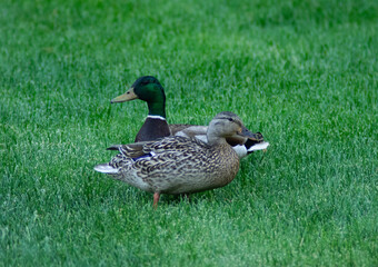 Mallards