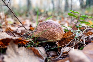 mushroom in the forest