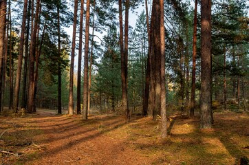 path in autumn forest