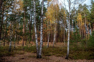 forest in autumn