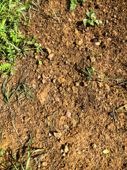 land with grass