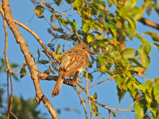 Flycatcher Bird Molting on a Sunny Morning Perched on Tree Branch at Dawn Sunrise Looking to the Side