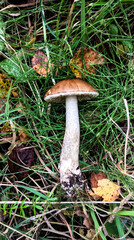 white mushroom in the grass, version 2
