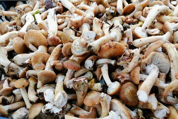 box of mushrooms mushrooms field pegs collected in ottobra in italy.