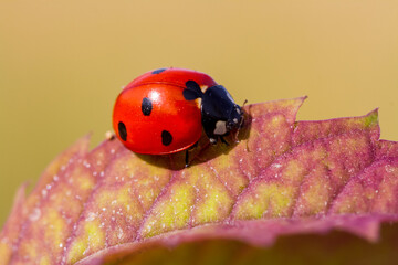 ladybug on a leaf