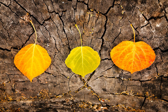 Three fall leaves on an old rustic tree log
