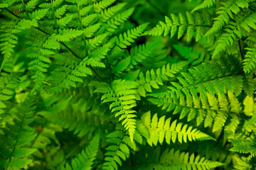 Fototapeta na wymiar Green fern in tropical forest, natural background