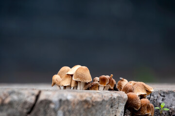 Mushrooms Growing On A Tree Stump