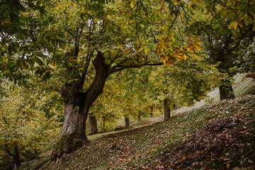 closeup of a chestnut tree in autumn
