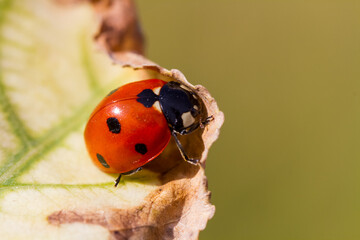 ladybird on a leaf