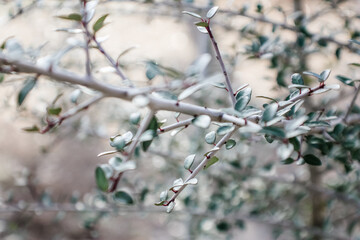 Closeup of a branch with little leaves