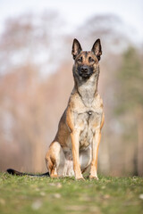 Malinois