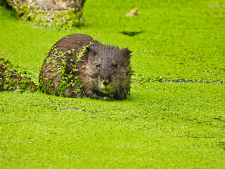 Closeup of Muskrat Sitting in Pond Covered in Duckweed with Leaves Stuck to Rodent's Fur and Face 