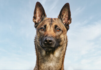 Malinois