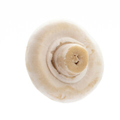 champignon isolated on a white background.