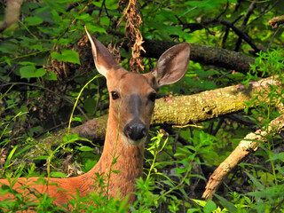 Female White Tailed Deer Doe Stands in Front of Fallen Tree with Ears Up in Wooded Forest