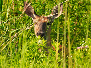 Closeup of Curious Doe White Tailed Deer Hiding in Summer Green Foliage with Sun Shining on Face 