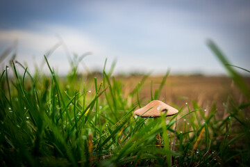 mushroom in the grass