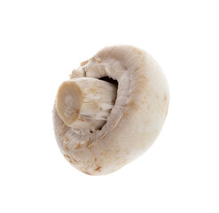 champignon isolated on a white background.