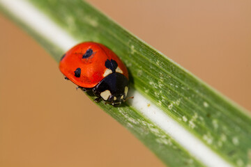 ladybird on a leaf