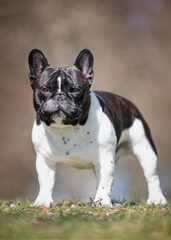 Fototapeta premium beautiful dog