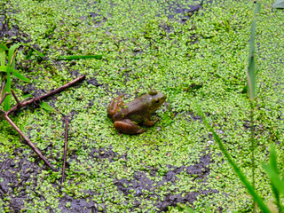 Bullfrog Sits on Muddy Pond Bank Covered in Duckweed Petals on a Summer Day