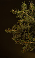 Christmas tree isolated on the black background
