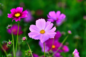 Fototapeta premium コスモス