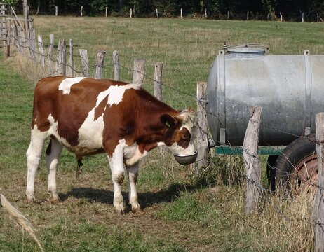 Trinkendes Rind an einem Wasserfass