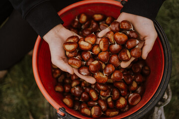 chestnuts. chestnut harvest. Autumn color