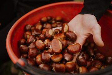 chestnuts. chestnut harvest. Autumn color