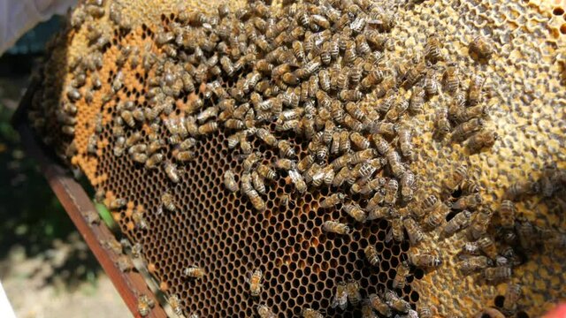 A large number of bees on a frame with honey and bee bread on an apiary on a summer day