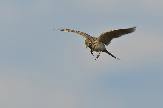 Der Flug der Felderche