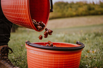 chestnuts. chestnut harvest. Autumn color