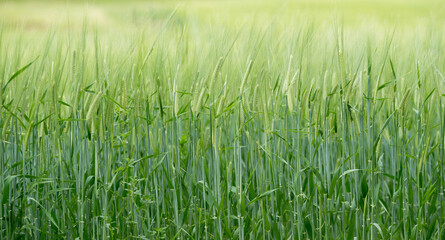 green and young barley field during sunset