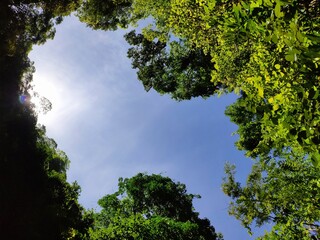 Colombian plants, trees, flowers and fauna