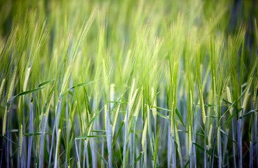 green and young barley field during sunset