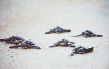 Green Sea Turtle Hatchlings