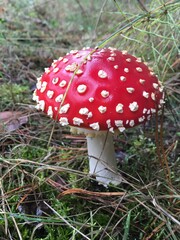 Muchomor czerwony