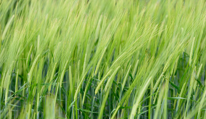 green and young barley field during sunset