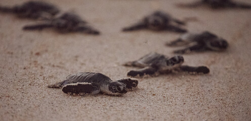 Green Sea Turtle Hatchlings