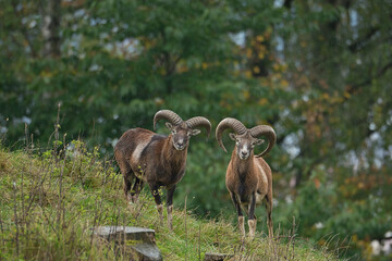 Nahaufnahme eines Mufflon Pärchens