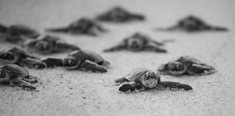 Green Sea Turtle Hatchlings