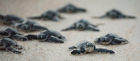 Green Sea Turtle Hatchlings