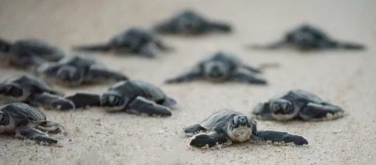 Fototapeten Green Sea Turtle Hatchlings © Penny Britt