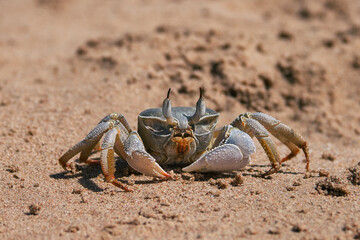 krabbe, sand, stand, beach, krustentier, wild, natur, crustacean